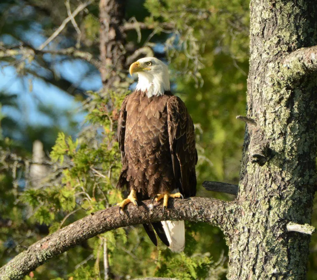 Pipestone Lodge Experience